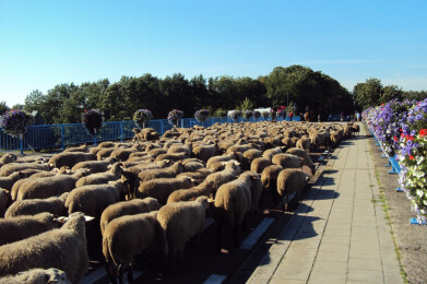 herderstocht2