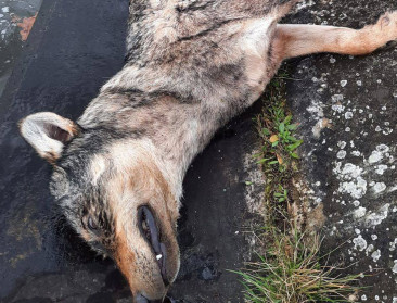 Frankrijk gaat meer dan 200 wolven afschieten