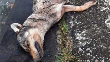 Frankrijk gaat meer dan 200 wolven afschieten