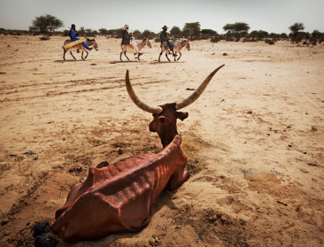 Droogte bedreigt de veehouders in de Sahel-landen