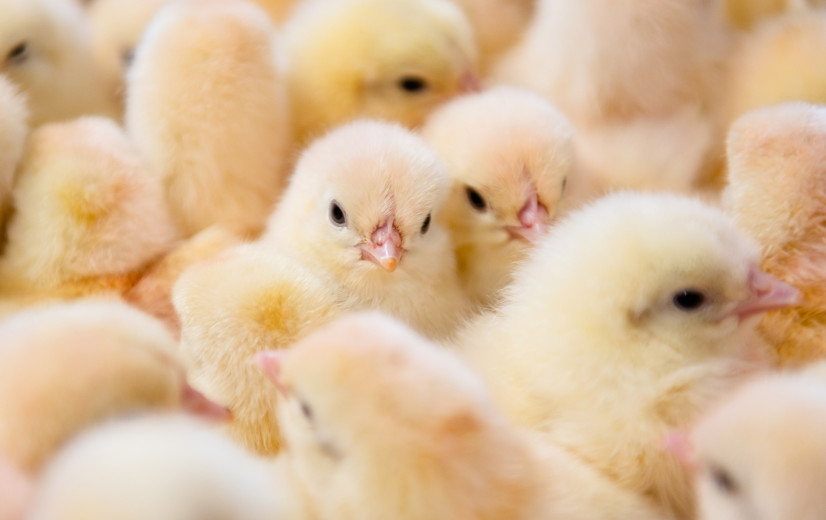 Eerste test met vogelgriepvaccin op commerciële leghennen in Nederland