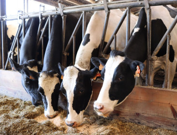 Belgische diervoedersector scherpt duurzaamheidscharter aan