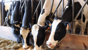 Vlaamse dierensectoren onder druk: helft minder melkveehouders sinds 2006