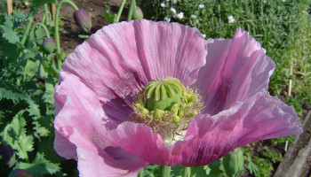 Opiumproductie in Afghanistan haast verdwenen na verbod door taliban