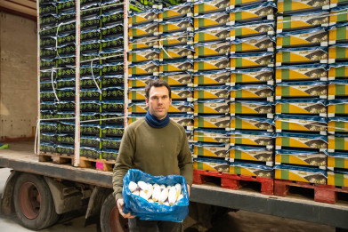 Stijn Neirynck_Witloof2