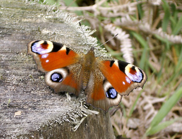 Spannende vlindertelling door mooie lente