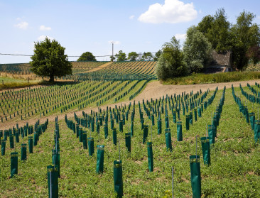 Colruyt Group springt nu ook op de kar van Belgische biologische wijnbouw