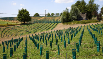 Colruyt Group springt nu ook op de kar van Belgische biologische wijnbouw