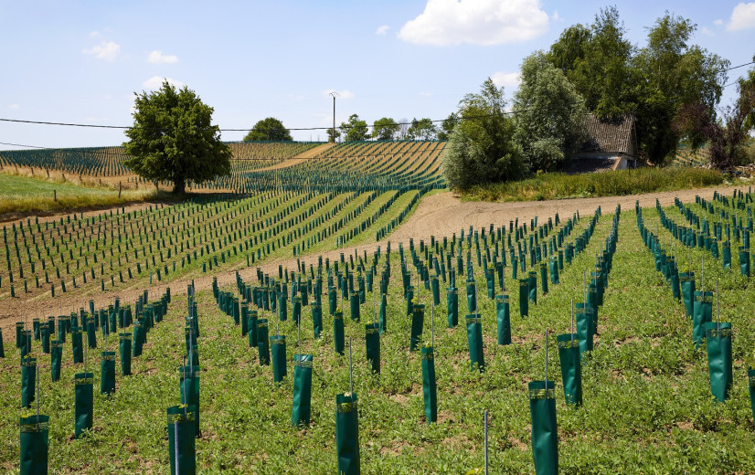 Wijnbouw boomt het sterkst in West-Vlaanderen