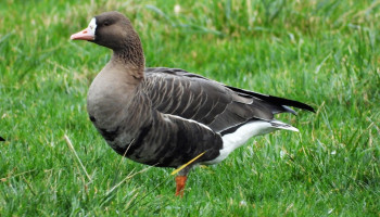 Wildschade kost Vlaanderen meer dan 1 miljoen euro in drie jaar