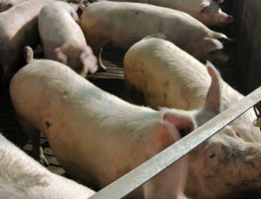 Varkenssector tot en met april volgend jaar erkend als crisissector
