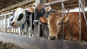 Landbouworganisaties en overheid scherpen aanpak aan rond IBR-besmettingen