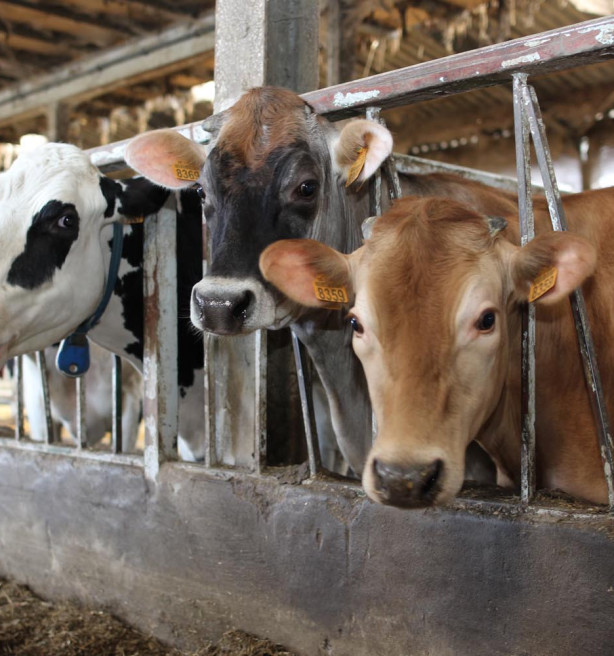 Landbouworganisaties en overheid scherpen aanpak aan rond IBR-besmettingen