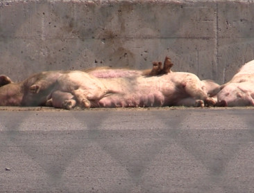 Animal Rights: "Stop veetransport bij deze hitte"