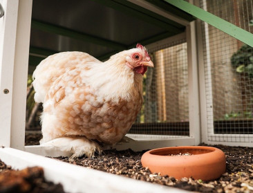 Beperkingsgebieden vogelgriep opgeheven, ophokplicht blijft gelden