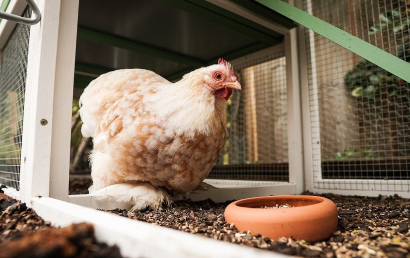 Vogelgriep H5 landt bij Limburgse hobbyhouder