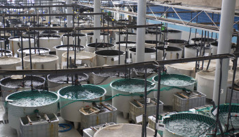 Kleine aquacultuursector staat voor grote uitdagingen