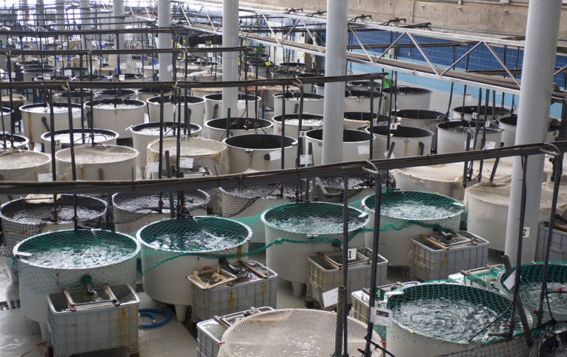 Ontwikkeling aquacultuur in Vlaanderen krijgt injectie van 6,6 miljoen euro