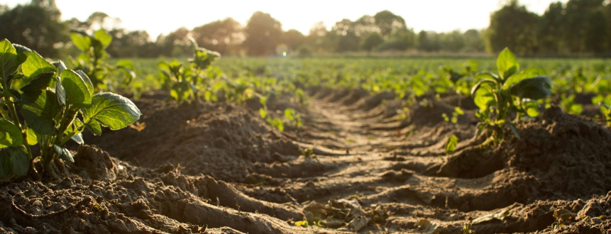 bodemgrondkoolstoflandbouwspoor