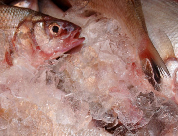 Miljoen subsidie voor duurzame verwerking visproducten