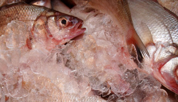 Miljoen subsidie voor duurzame verwerking visproducten