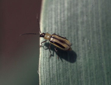 Heksenjacht op schadelijke maïskever wordt stopgezet