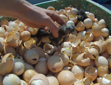 Dierenwelzijnsinspecteurs vaker op bezoek in broeierij