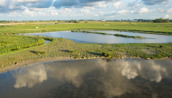 Probleem van verzilting neemt toe in West-Vlaamse polders