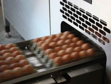 Fipronil-crisis pakt niet voor iedereen slecht uit