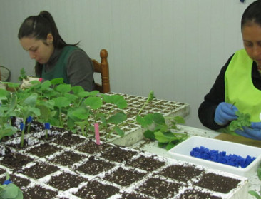 Regeneratiesysteem van planten in kaart gebracht