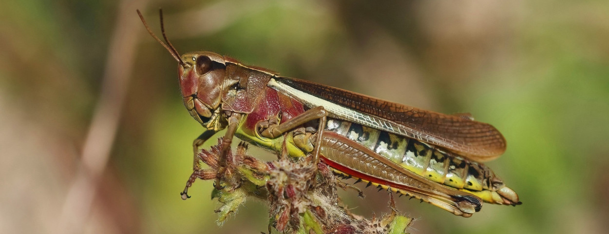grasshopper-7398670_1920