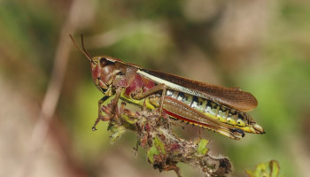 Helft minder insecten in Vlaanderen: Natuurpunt lanceert nieuwe telactie