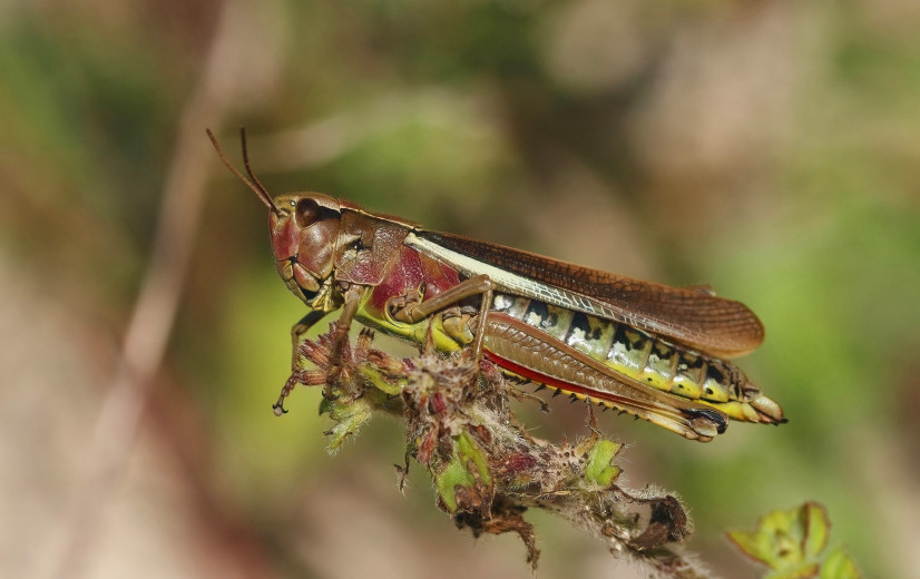 Helft minder insecten in Vlaanderen: Natuurpunt lanceert nieuwe telactie