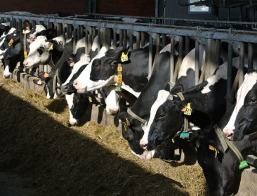 2022 was een topjaar voor automatisatie in de melkveestallen