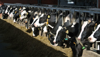 Rendabiliteit gemiddeld Vlaams melkveebedrijf boomde in 2022