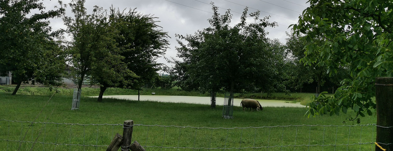niet-productieve investeringen poel hoogstambomen landschap