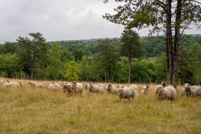 Schapen Leo Van Santfoort doen aan natuurbegrazing