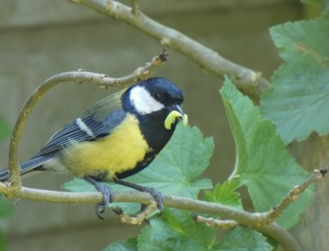 Minister Demir vraagt extra onderzoek naar mezensterfte