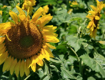 Veehouder experimenteert met zonnebloemen als ruwvoeder
