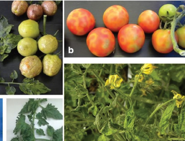 Besmettelijk tomatenvirus sluipt Europa binnen