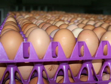 Leghennenhouder uit Merksplas is er het hart van in 