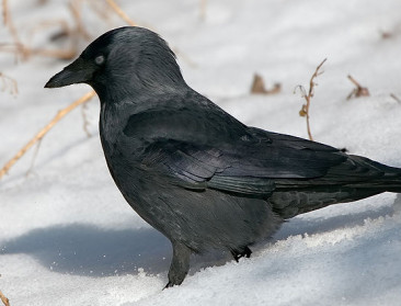 Aantal kauwen neemt niet meer toe in Vlaanderen