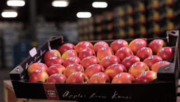 EU-producentenorganisaties in groenten en fruit staan zwak tegenover supermarkten, België valt positief op