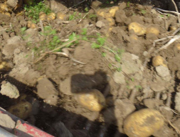 Aardappelloofdoder diquat verdwijnt van de markt