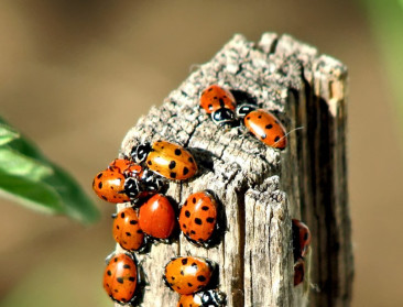 Oost-Vlaanderen stimuleert biodiversiteit met brochures