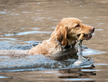 WUR: Honden brengen verboden bestrijdingsmiddelen in het milieu