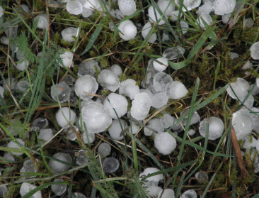 Plaatselijk is fruitoogst door hagel reeds verknoeid