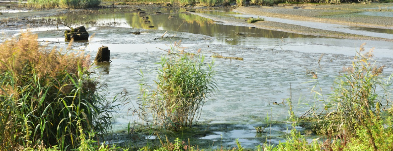 nattenatuur-water-wijmeers-sigmaplan