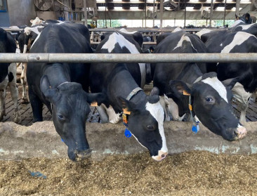 Klimaatscans wijzen boeren de weg: eficiëntie en goed veemanagement drukken klimaatimpact melk