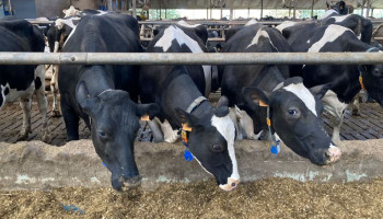 Klimaatscans wijzen boeren de weg: eficiëntie en goed veemanagement drukken klimaatimpact melk